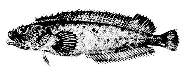 Labrisomidae