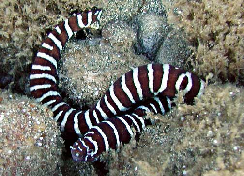 Zebra moray