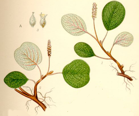Salix reticulata