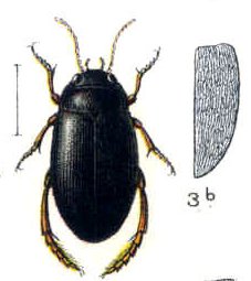 Agabus striolatus