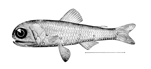 Diaphus rafinesquii