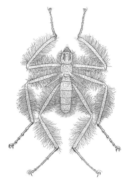 Mormotomyia hirsuta