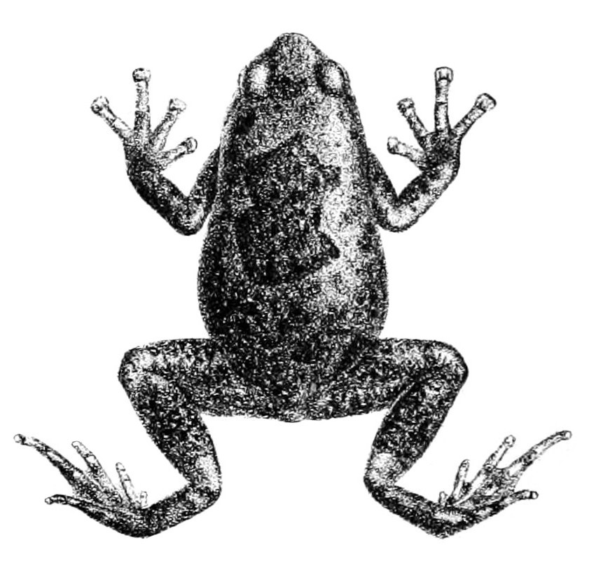 Ramanella obscura