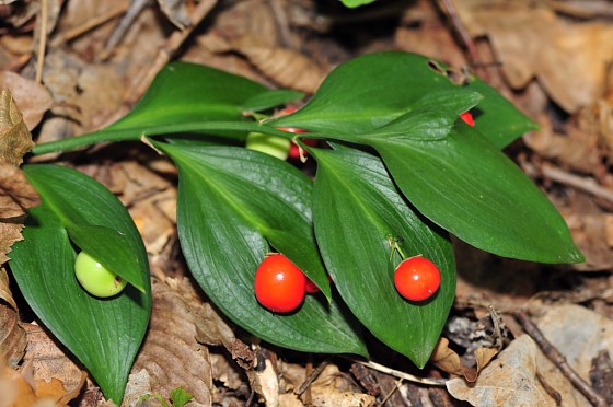 phylloclade