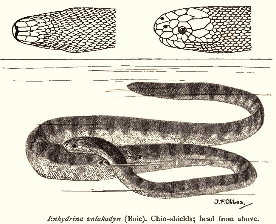 Enhydrina