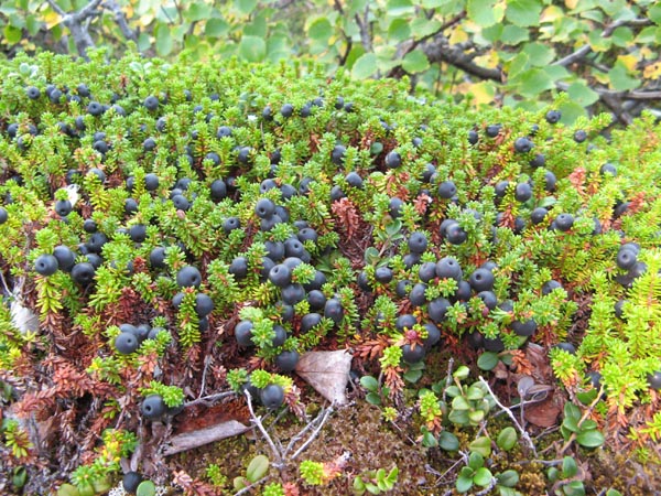 Empetrum
