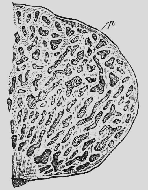 Hymenogaster