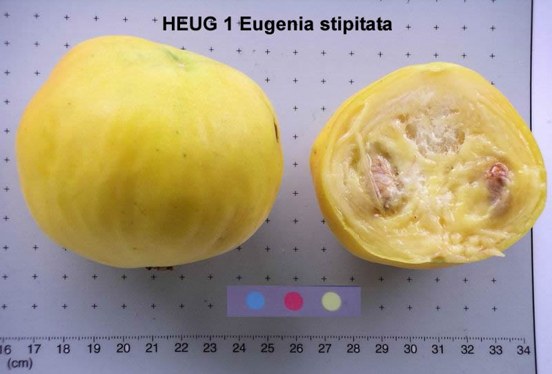 Eugenia stipitata