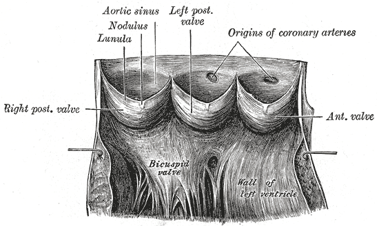 aortic valve