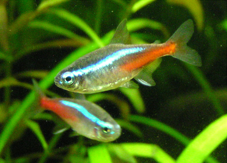 Paracheirodon