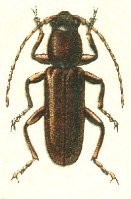 Nothorhina muricata