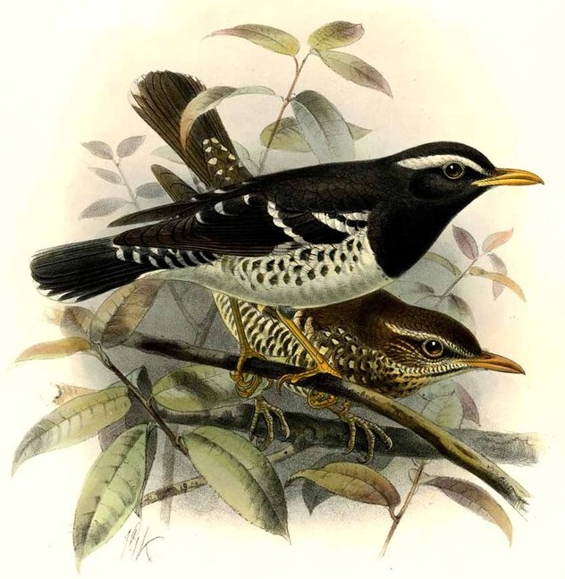 Geokichla wardii