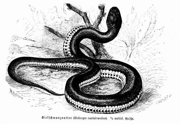Helicops carinicaudus