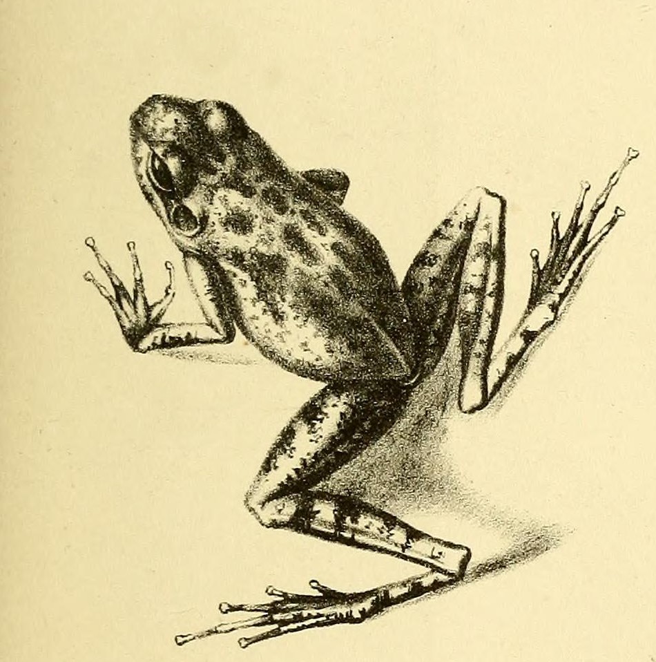 Hylodes nasus