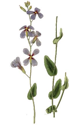 Moricandia