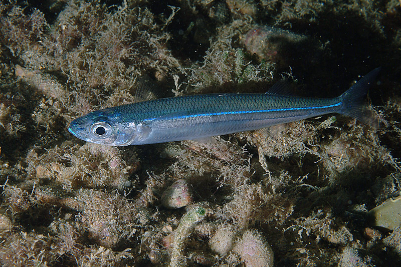 Atherina