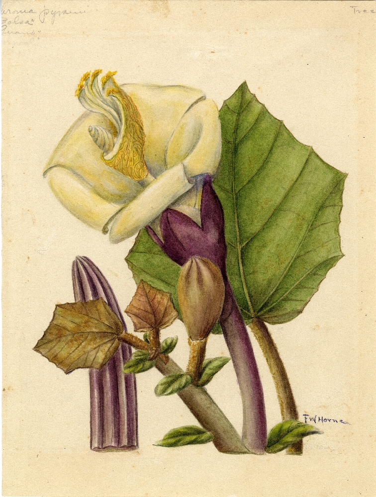 Ochroma