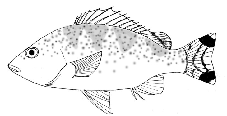 Terapontidae