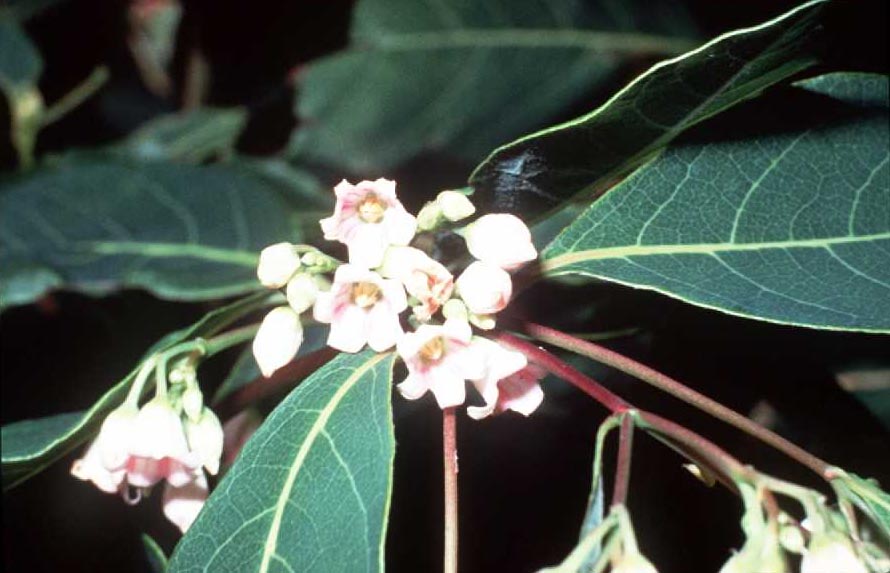 Apocynum