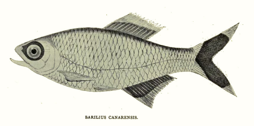 Barilius canarensis
