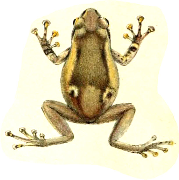 Oreophryne variabilis