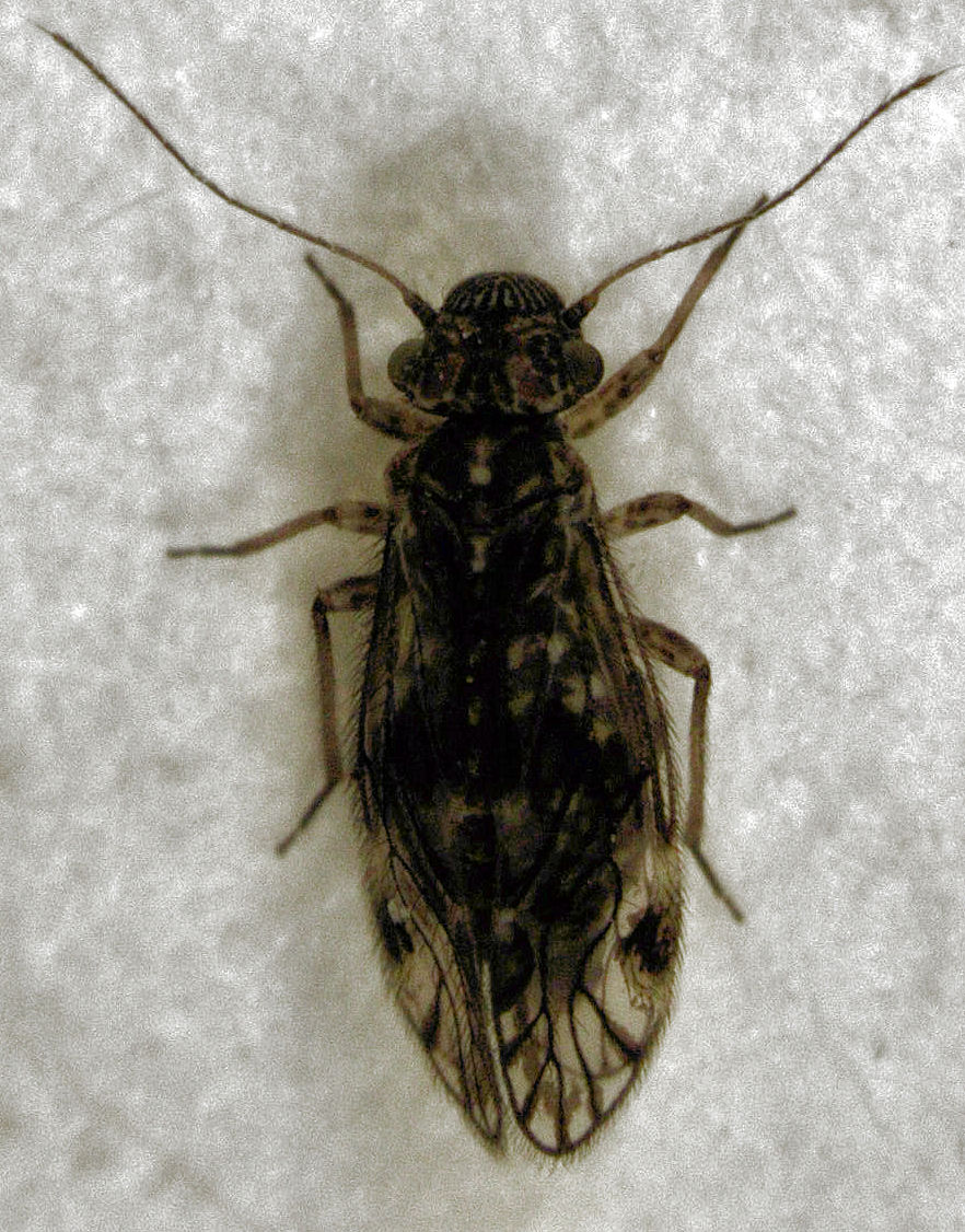 Philotarsidae