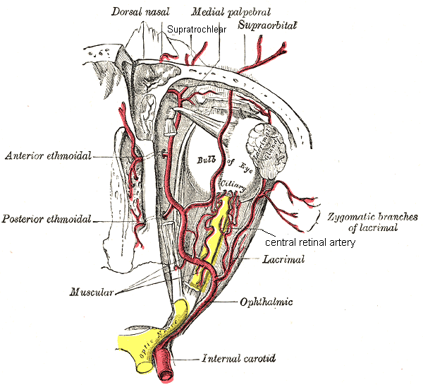 central retinal artery