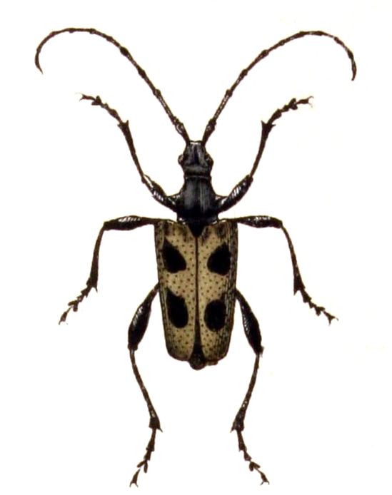Pachyta