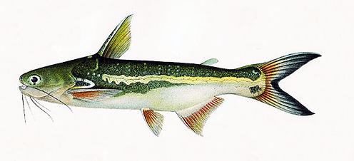 Trachelyopterus