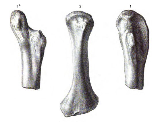 Actiosaurus