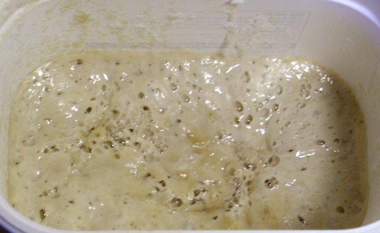 sourdough starter