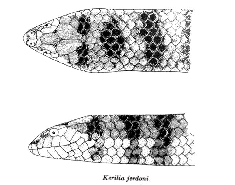 Kerilia jerdonii