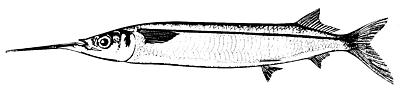 Hemiramphus