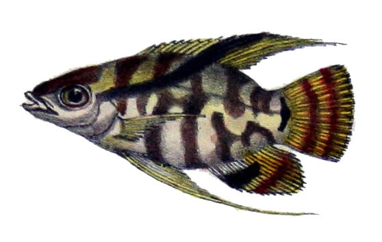 Mesonauta acora