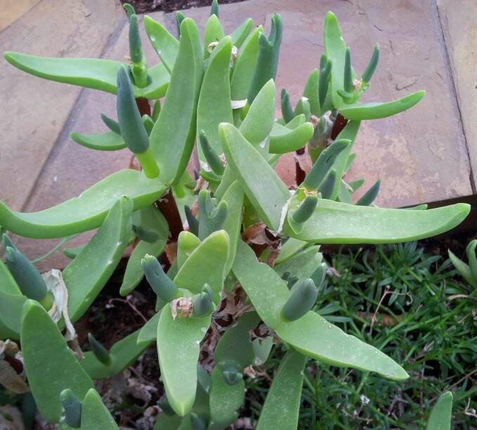 Mitrophyllum