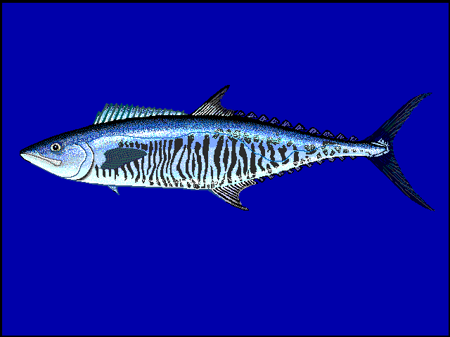 Scomberomorus commerson