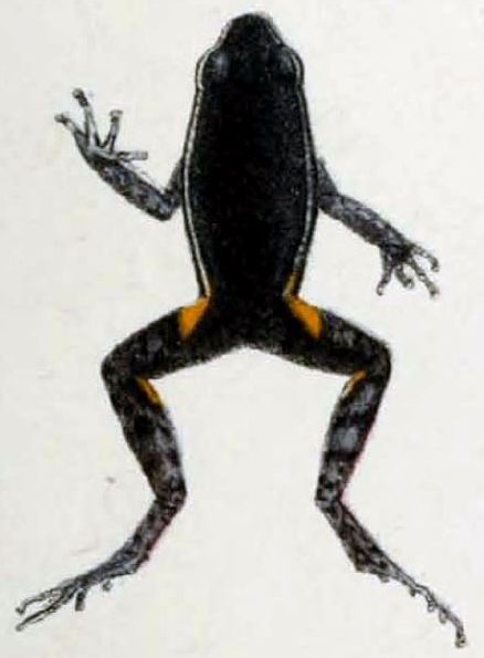 Ameerega hahneli