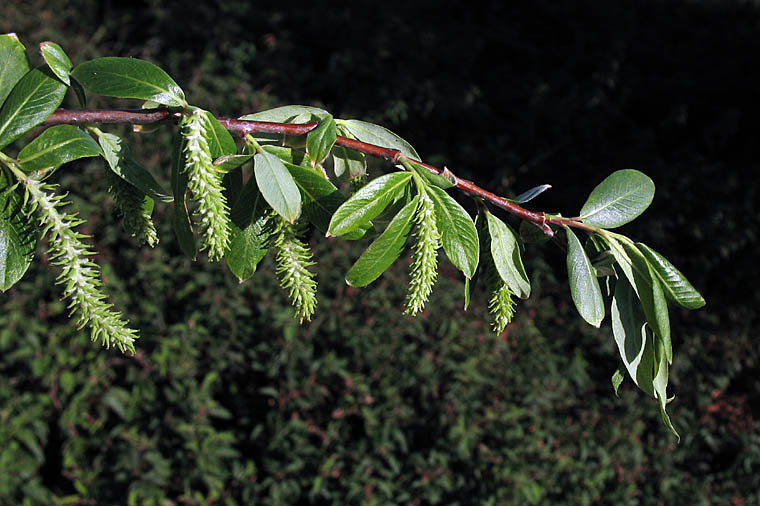 Salix laevigata