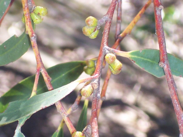 Eucalyptus triflora