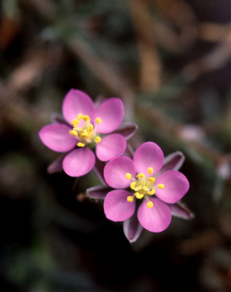 Spergularia