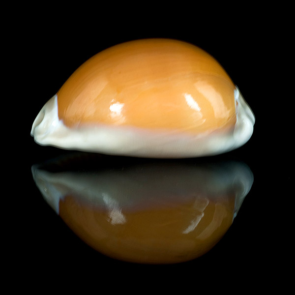 Lyncina aurantium