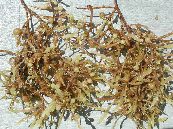 Sargassaceae