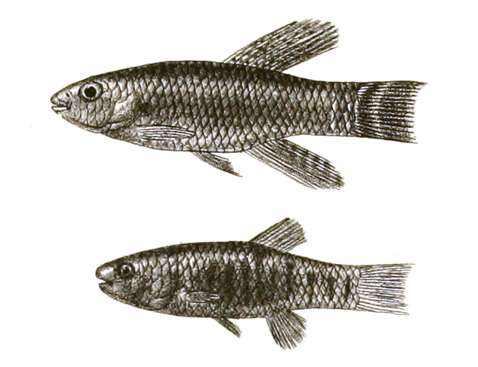 Aphanius dispar