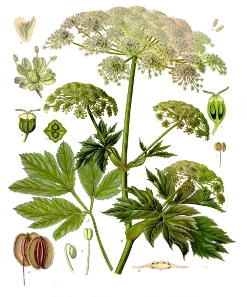 Peucedanum ostruthium