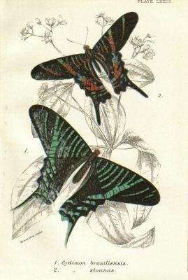 Urania sloanus