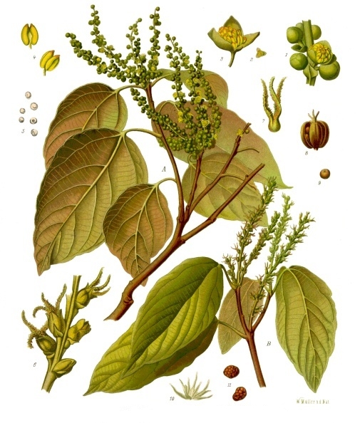 Mallotus