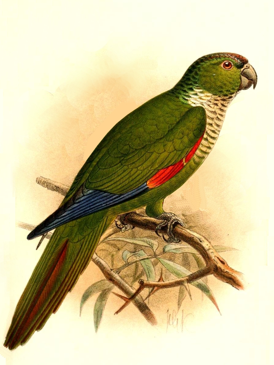 Maroon-tailed Parakeet