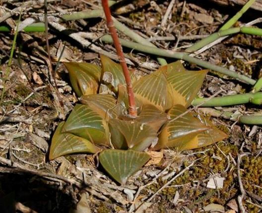 Haworthia retusa