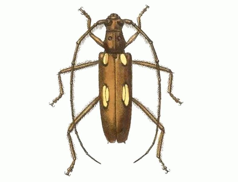 Eburodacrys callixantha