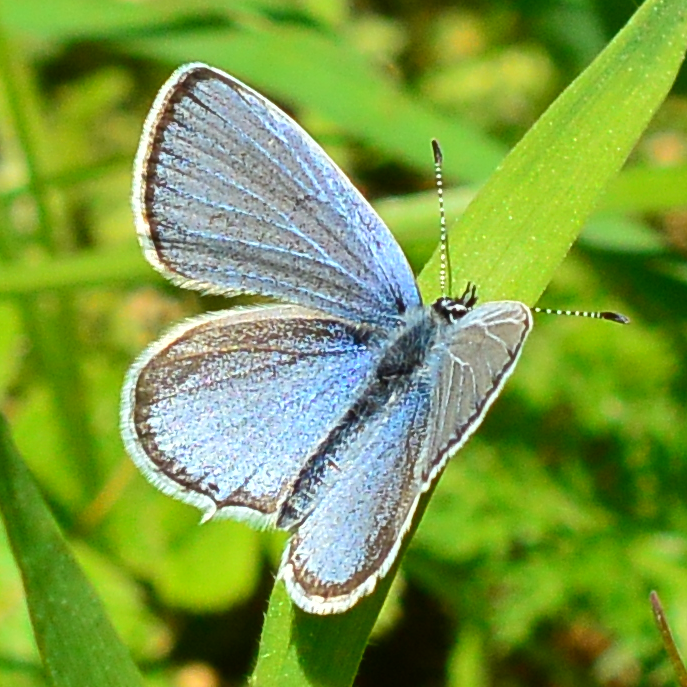 Cupido decoloratus